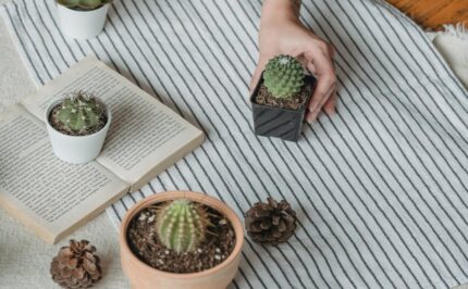 Sorbete Eco Amigable (Complemento de Productos)